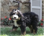 Small Photo #2 Bernedoodle Puppy For Sale in FREDERICKSBURG, OH, USA