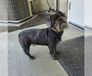 Shih Tzu Dogs for adoption in Long Beach, CA, USA