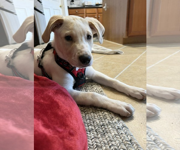 Medium Photo #4 Labrador Retriever-Unknown Mix Puppy For Sale in Holly Springs, NC, USA