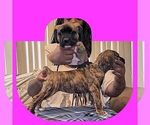 Puppy Palesa America Bandogge Mastiff