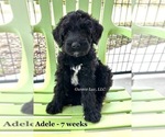 Puppy 2 Schnoodle (Giant)
