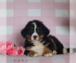 Small #2 Bernese Mountain Dog