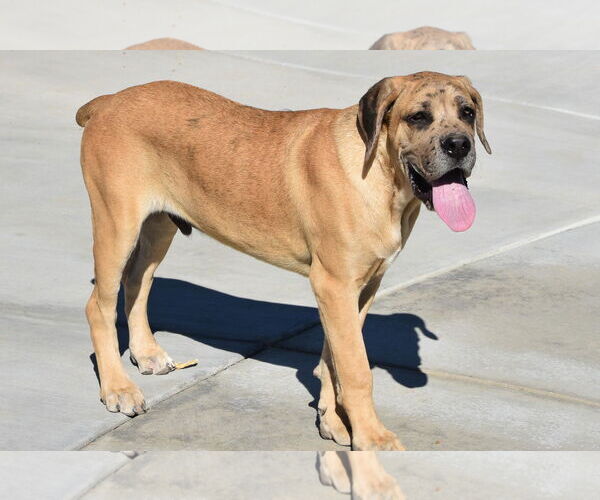 Medium Photo #8 Mastiff Puppy For Sale in Hesperia, CA, USA