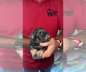 German Shepherd Dog Puppy for sale in SPRINGVILLE, IN, USA