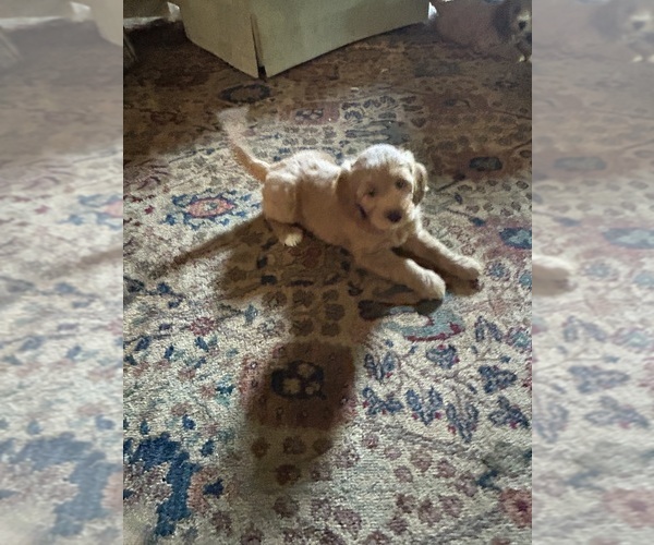 Medium Photo #7 Goldendoodle (Miniature) Puppy For Sale in PLATTE CITY, MO, USA