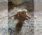 Small Photo #7 Goldendoodle (Miniature) Puppy For Sale in PLATTE CITY, MO, USA