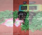 Small Photo #135 Yorkshire Terrier Puppy For Sale in AKRON, OH, USA