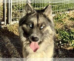 Australian Shepherd-Siberian Husky Mix Dogs for adoption in Pueblo, CO, USA