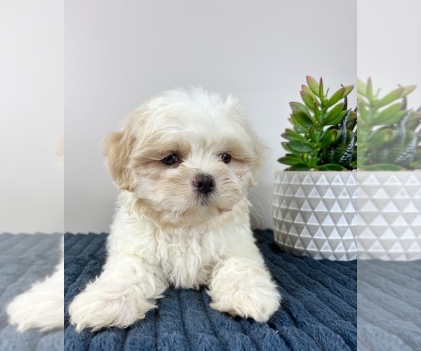 Medium Photo #4 Mal-Shi Puppy For Sale in INDIANAPOLIS, IN, USA