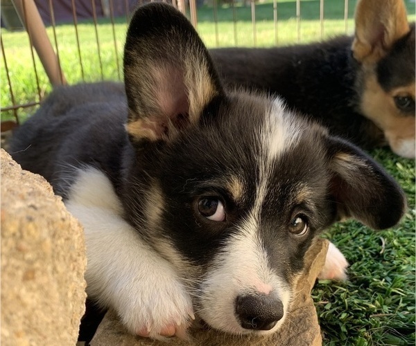 Medium Photo #10 Pembroke Welsh Corgi Puppy For Sale in BURLESON, TX, USA
