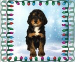 Small #3 Bernedoodle
