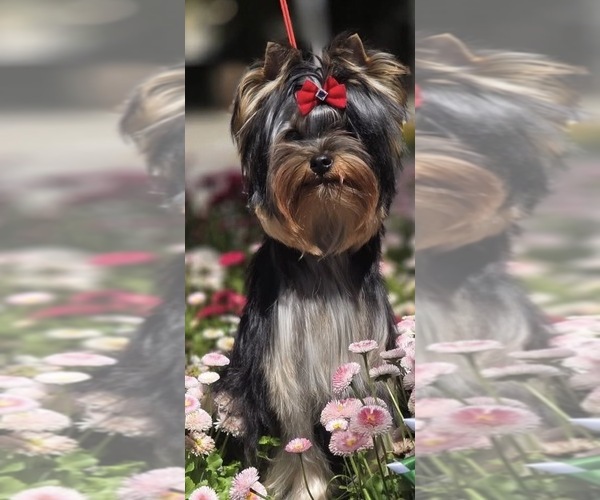 Medium Photo #1 Yorkshire Terrier Puppy For Sale in ROANOKE, VA, USA