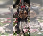 Small Yorkshire Terrier