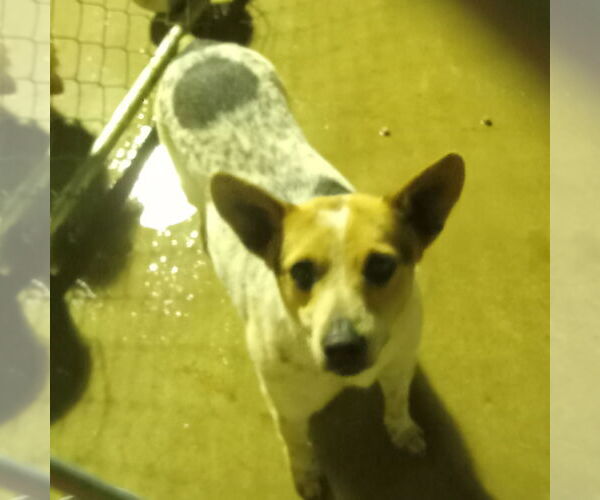 Medium Photo #1 Mutt Puppy For Sale in Bonifay, MO, USA