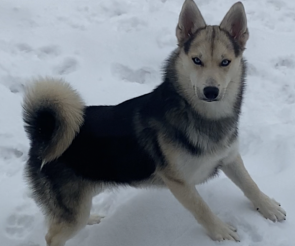Full screen Photo #1 Pomsky Puppy For Sale in ROCKFORD, IL, USA