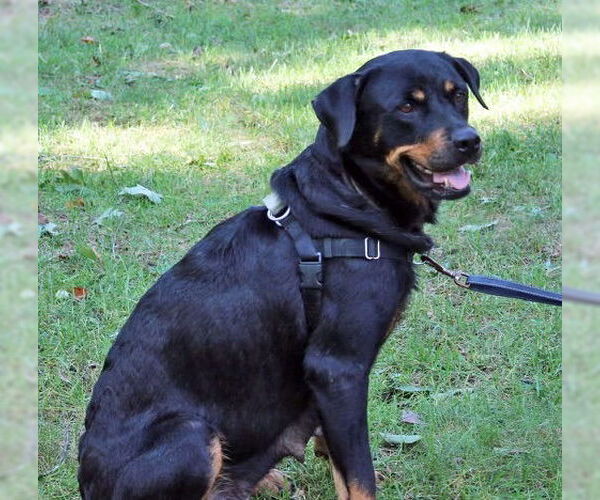 Medium Photo #6 Rottweiler-Unknown Mix Puppy For Sale in Cary, NC, USA
