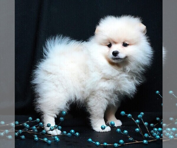 Medium Photo #5 Pomeranian Puppy For Sale in ROCK VALLEY, IA, USA