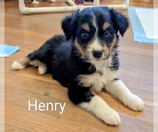 Medium Photo #14 Australian Shepherd Puppy For Sale in PAMPLIN, VA, USA