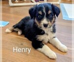 Small #13 Australian Shepherd