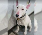Small #3 Bull Terrier Mix