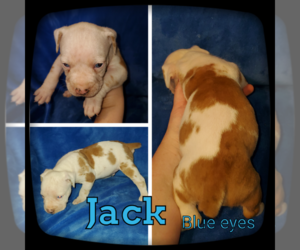 Olde English Bulldogge Puppy for sale in WHEELER, MI, USA