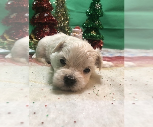 Medium Photo #4 Maltese Puppy For Sale in LAKELAND, FL, USA
