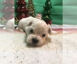 Small Photo #4 Maltese Puppy For Sale in LAKELAND, FL, USA