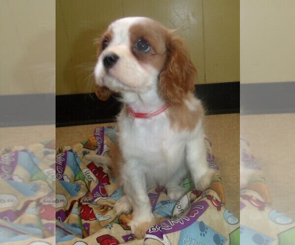 Medium Photo #5 Cavalier King Charles Spaniel Puppy For Sale in PATERSON, NJ, USA