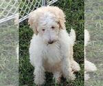 Small Photo #7 Goldendoodle Puppy For Sale in TARBORO, NC, USA