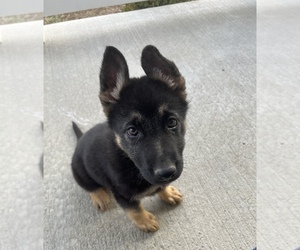 German Shepherd Dog Puppy for Sale in WEST LIBERTY, Kentucky USA