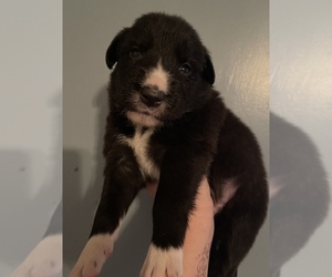 Border Collie Puppy for sale in MORRIS CHAPEL, TN, USA