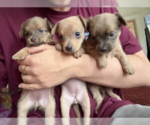 Chihuahua-Unknown Mix Dogs for adoption in Fremont, CA, USA