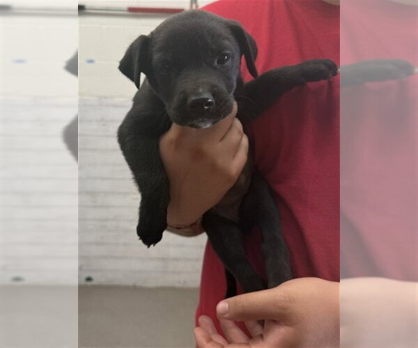 Medium Photo #1 Mutt Puppy For Sale in San Bernardino, CA, USA
