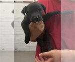 PENNY - Female Mutt Dog for Adoption - Small photo