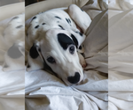 Small #3 Dalmatian