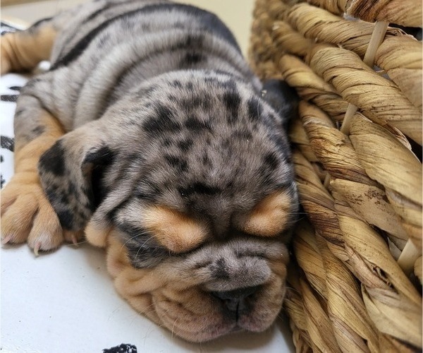 Medium Photo #2 Olde English Bulldogge Puppy For Sale in COLUMBUS, OH, USA
