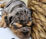 Small Photo #2 Olde English Bulldogge Puppy For Sale in COLUMBUS, OH, USA