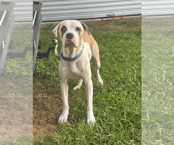 Medium Photo #2 American Bulldog-Unknown Mix Puppy For Sale in New Smyrna Beach, FL, USA
