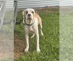 Small #1 American Bulldog Mix