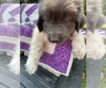 Small #15 Newfoundland