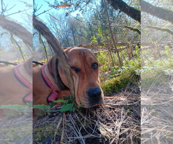 Medium Photo #4 Redbone Coonhound-Rhodesian Ridgeback Mix Puppy For Sale in Farmerville, LA, USA