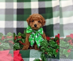 Poodle (Miniature) Puppy for sale in LEOLA, PA, USA