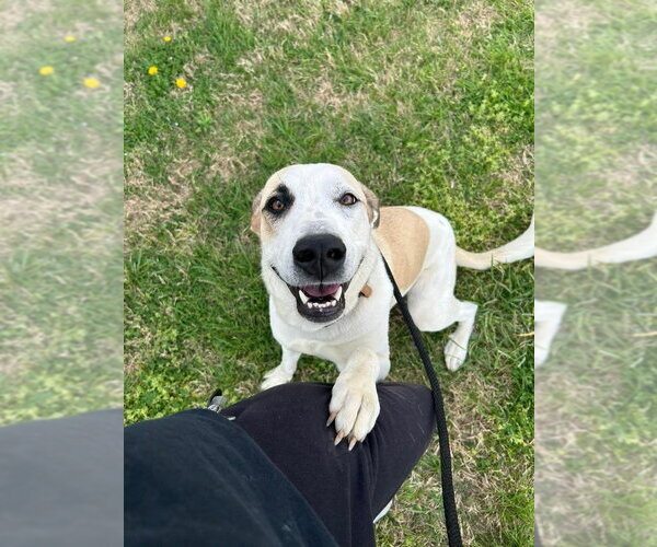 Medium Photo #7 Labrenees Puppy For Sale in Evansville, IN, USA