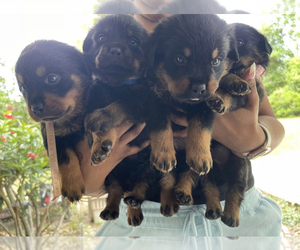 Rottweiler Puppy for Sale in SANFORD, Florida USA
