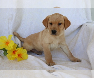 Labrador Retriever Puppy for sale in SHILOH, OH, USA