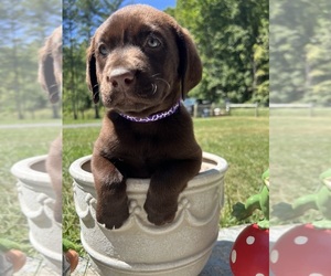 Labrador Retriever Puppy for sale in NEOLA, WV, USA