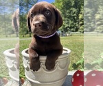 Image preview for Ad Listing. Nickname: AKC Ready to Go