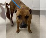 Small American Pit Bull Terrier