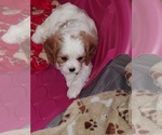 Small #4 Cavalier King Charles Spaniel