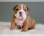 Small #2 English Bulldog